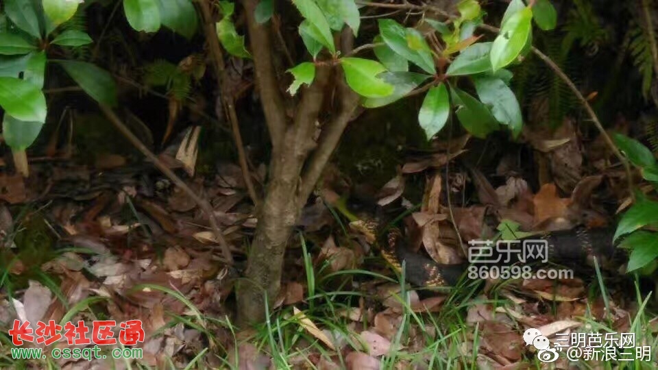 Y雅黑